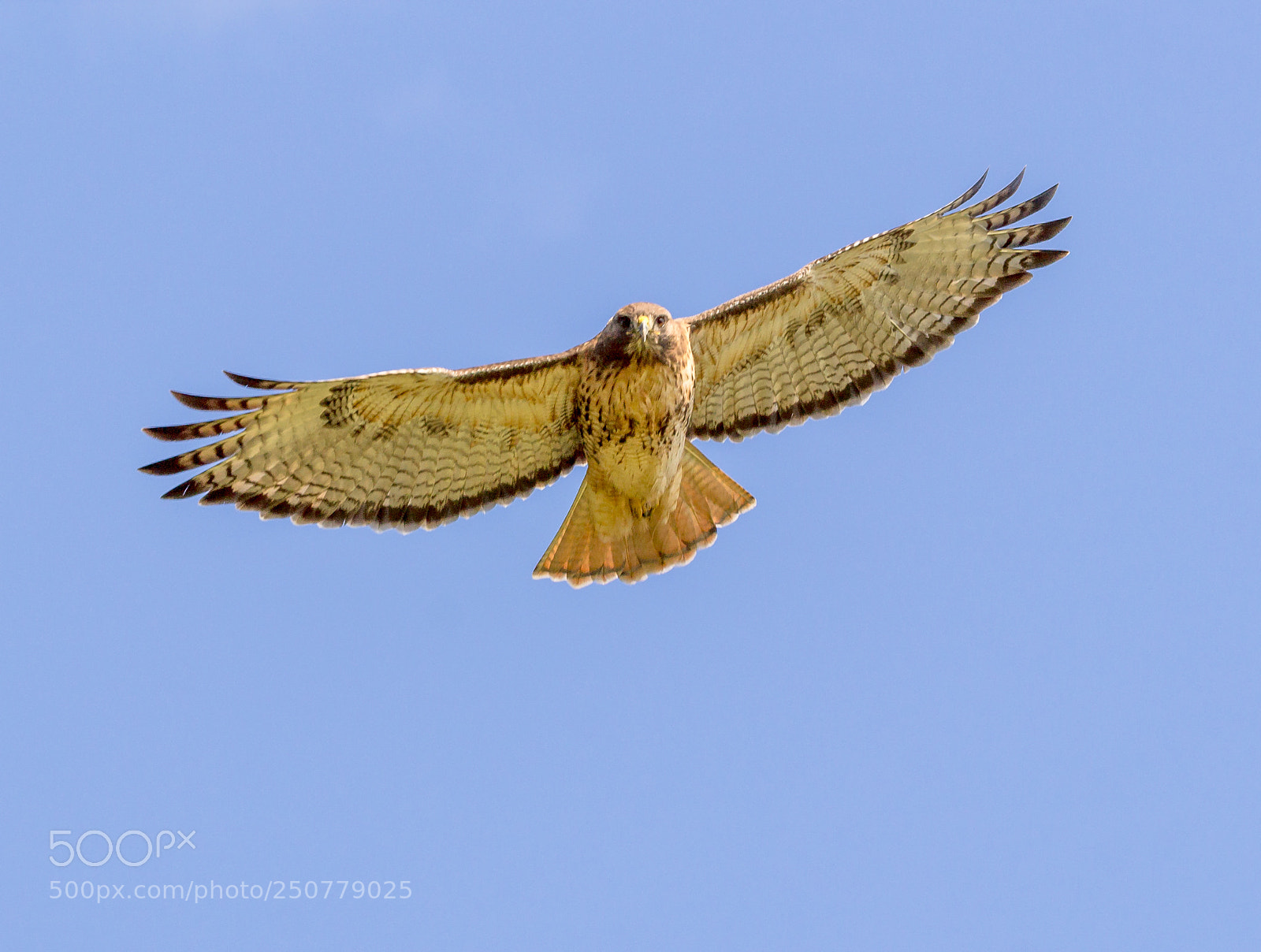 Canon EOS 1200D (EOS Rebel T5 / EOS Kiss X70 / EOS Hi) sample photo. Red tail hawk in photography