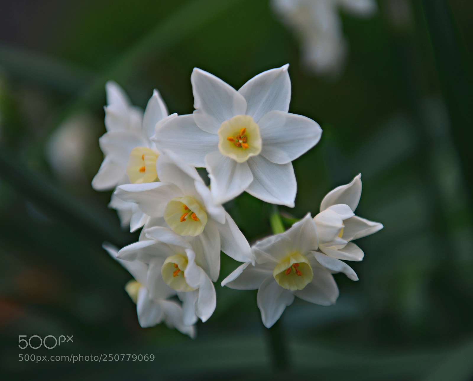 Nikon D800 sample photo. Flowers photography