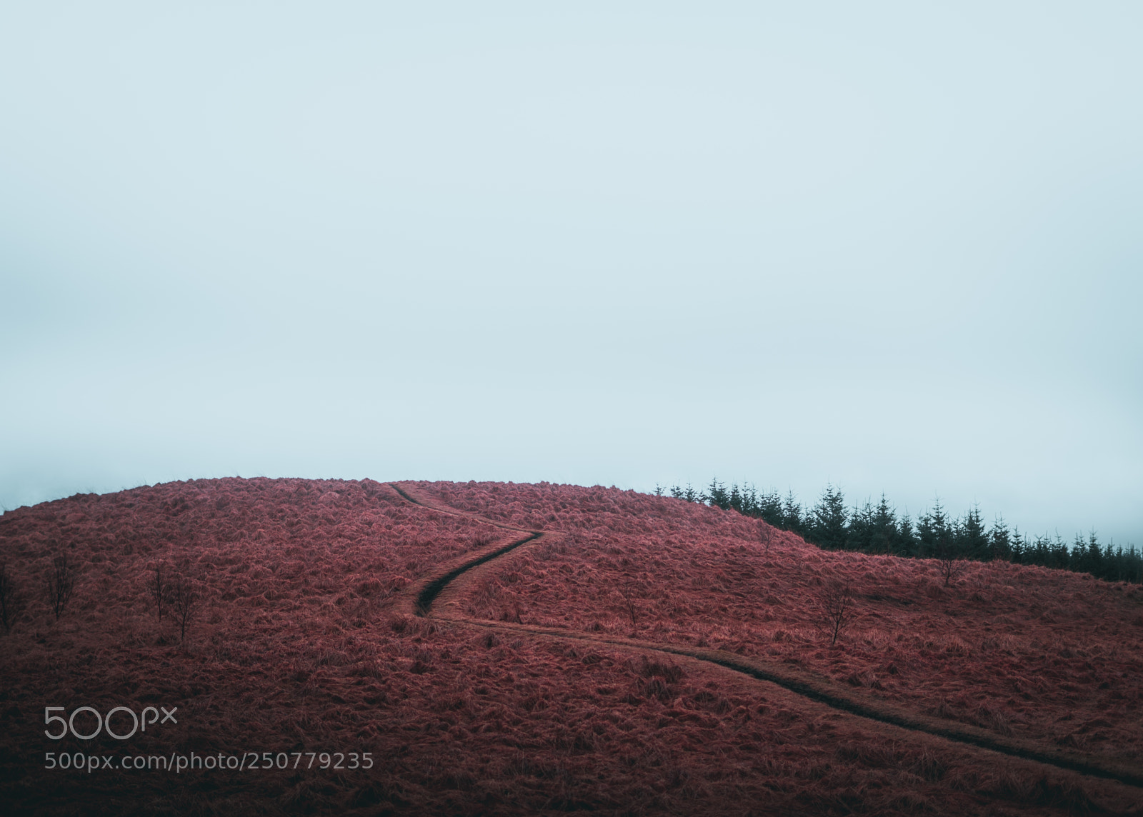 Sony a7 sample photo. Up the hill photography