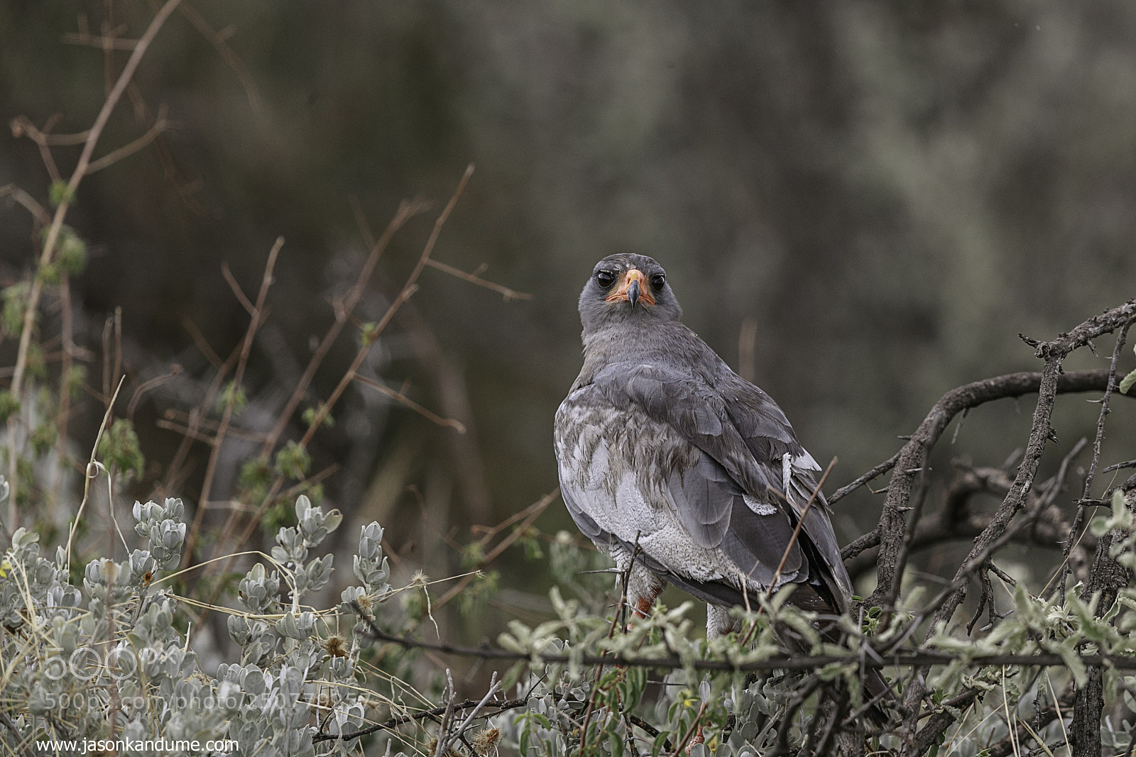 Canon EOS-1D X Mark II sample photo. Pale chanting goshawk photography