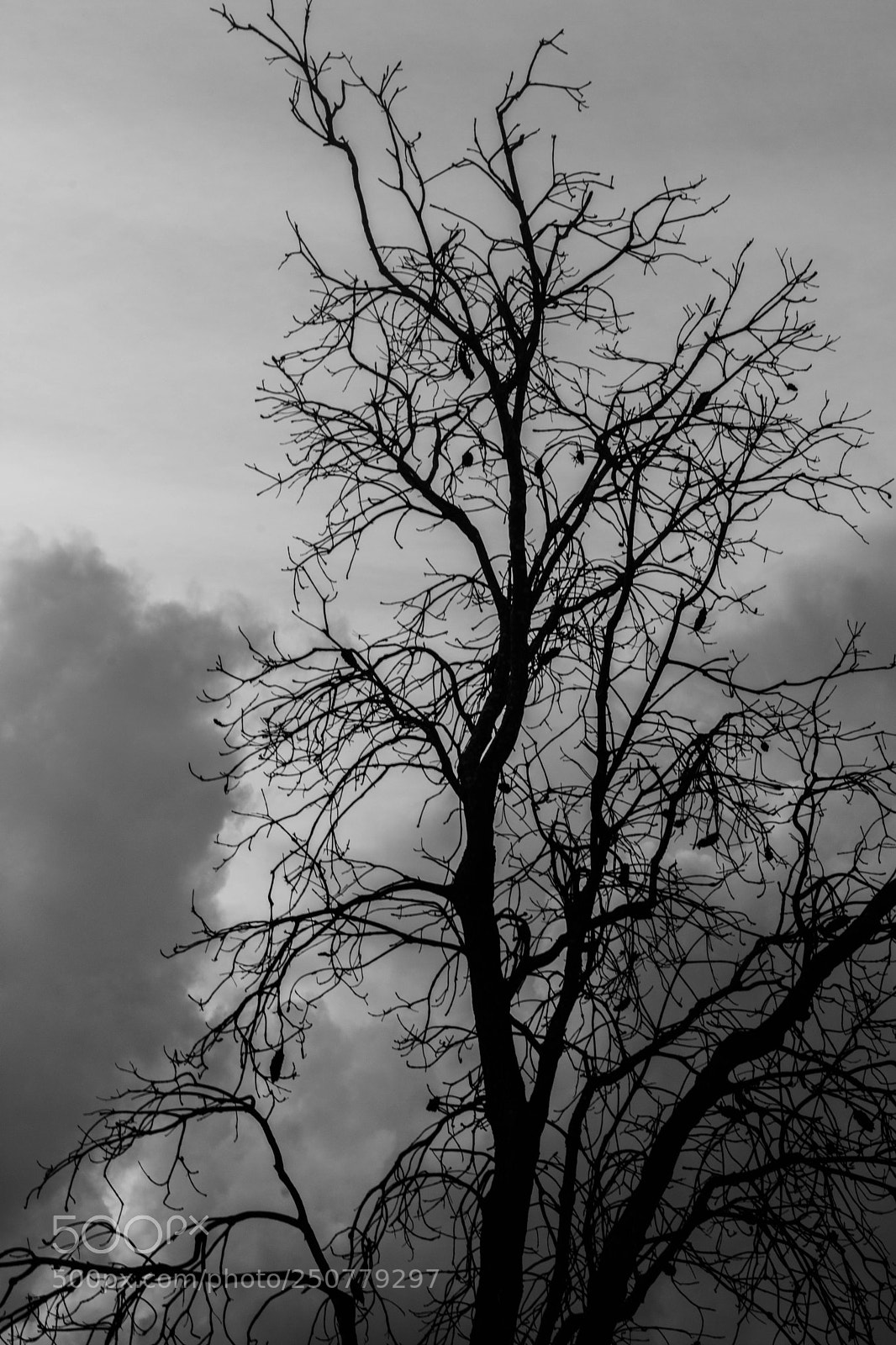 Nikon D7200 sample photo. Barren tree photography