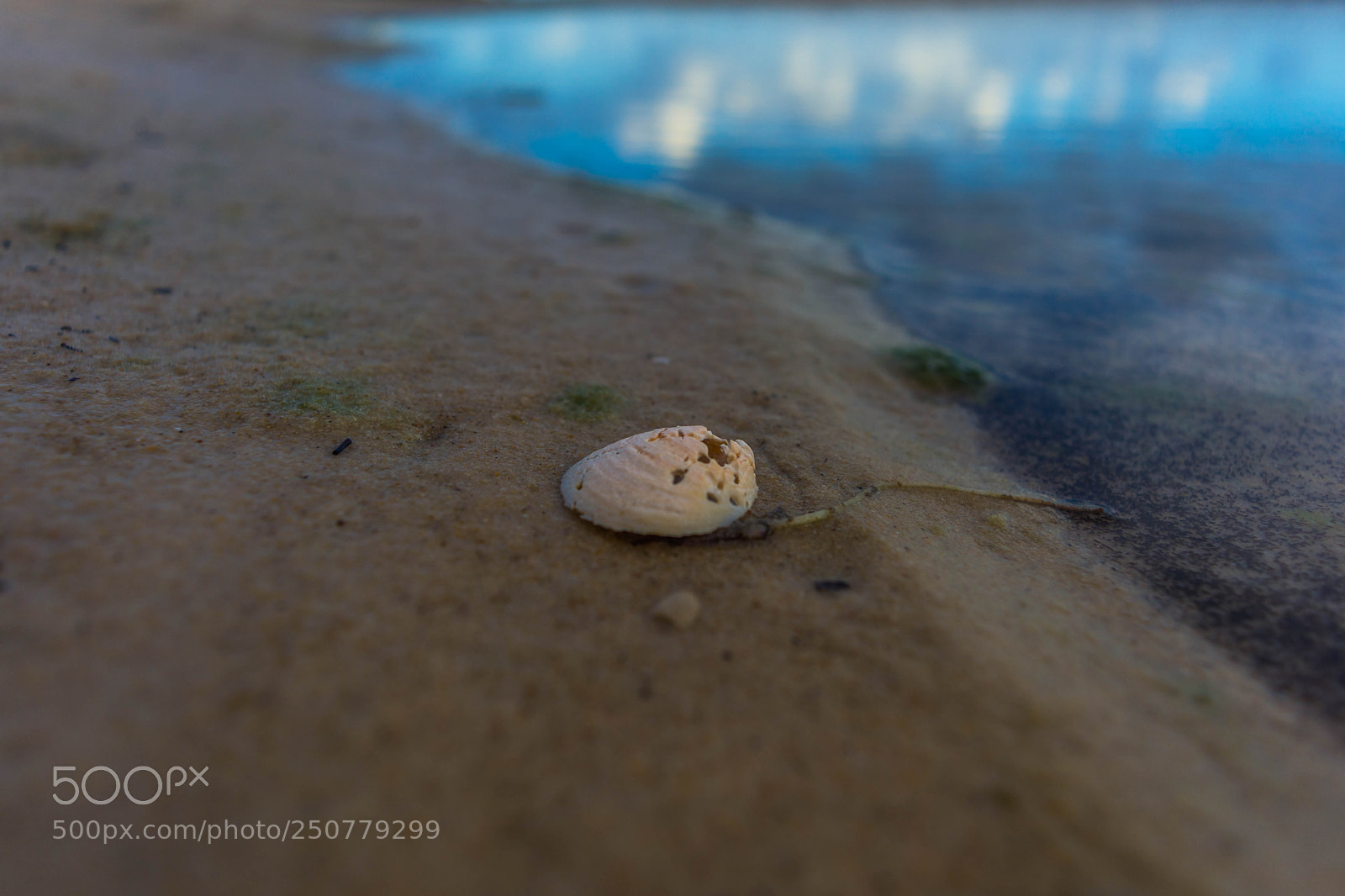 Nikon D7200 sample photo. Broken shell photography