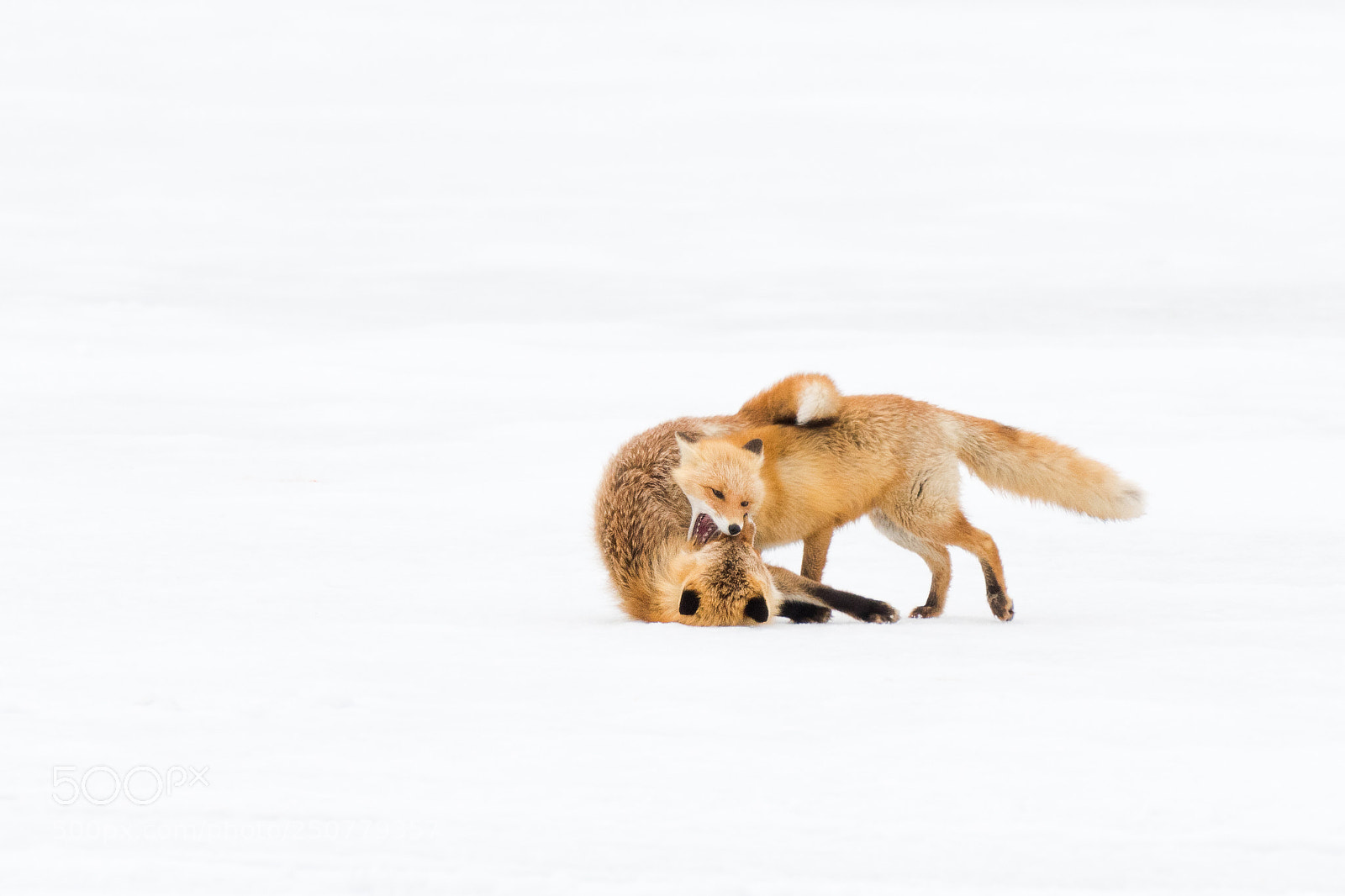 Nikon D500 sample photo. Foxy photography