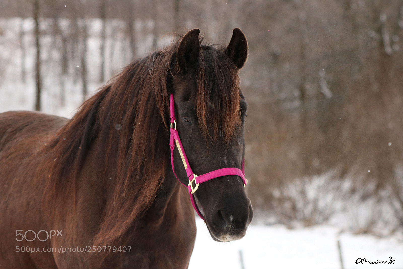 Canon EOS 750D (EOS Rebel T6i / EOS Kiss X8i) sample photo. Hardie ! photography