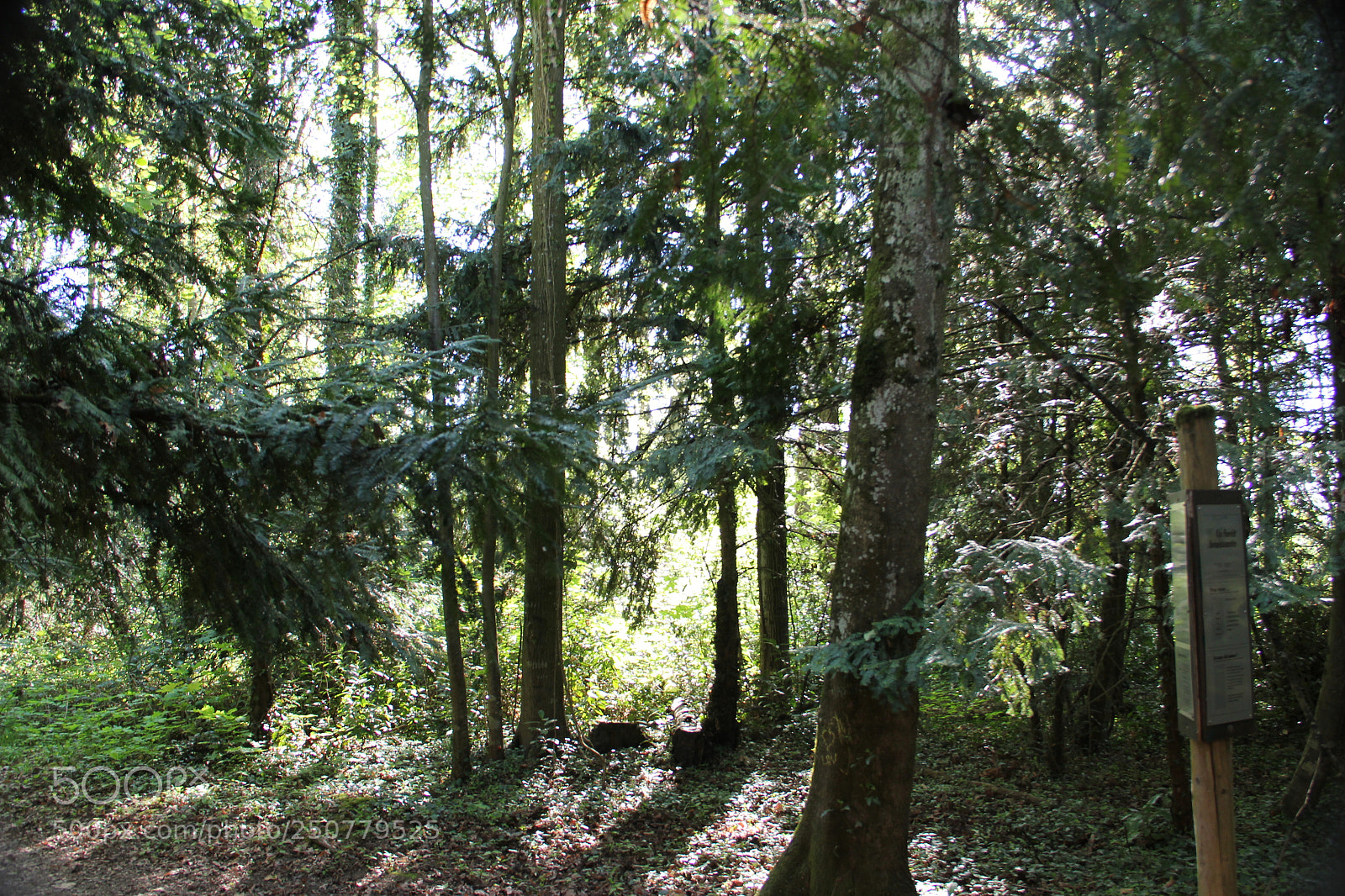 Canon EF-S 18-135mm F3.5-5.6 IS sample photo. Forest photography
