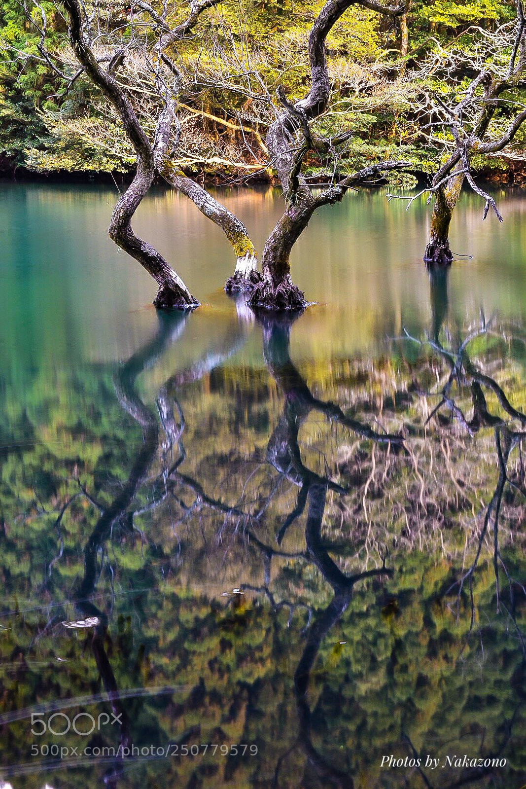 Nikon D5500 sample photo. This tree seems to photography