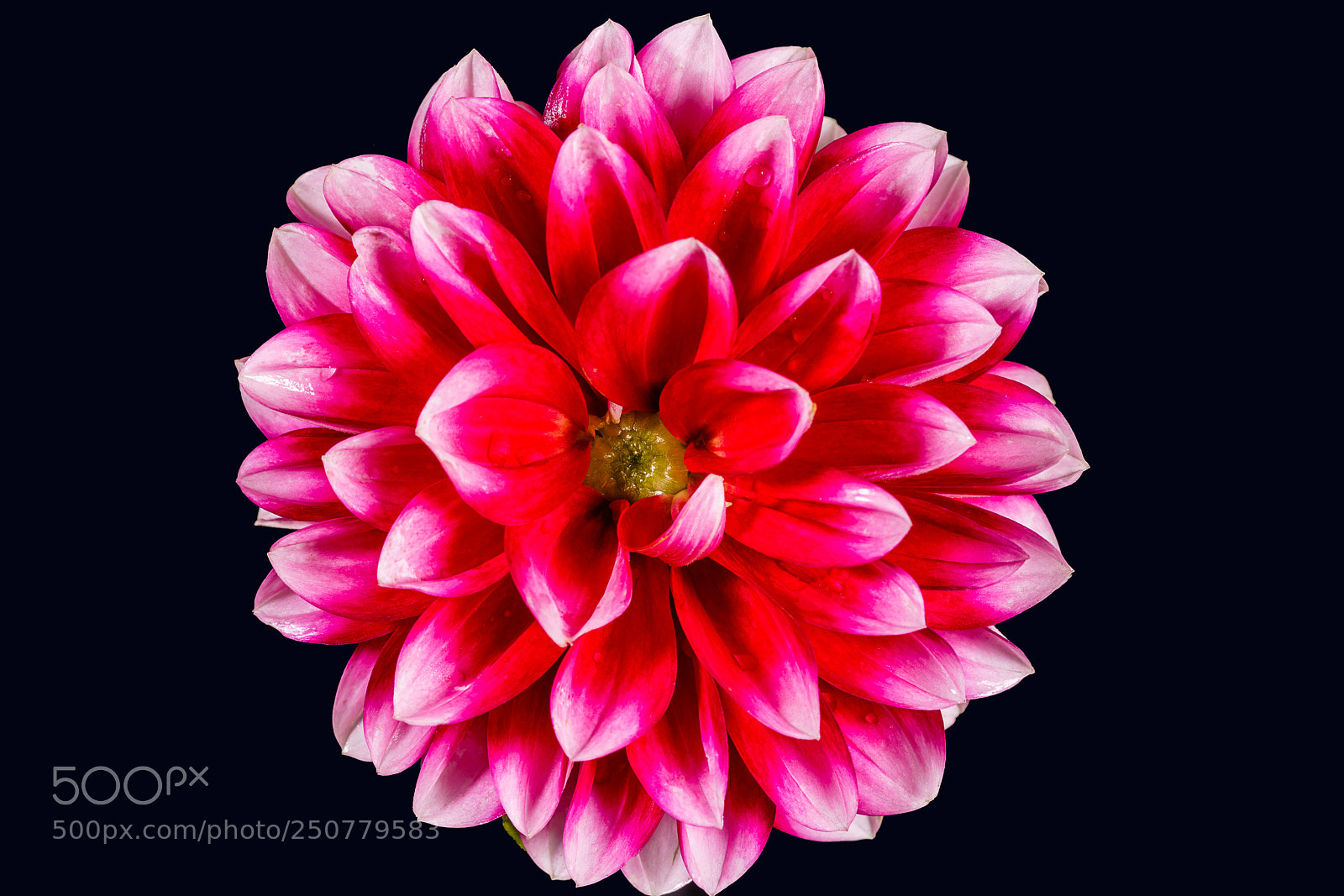 Sony a7R II sample photo. Dahlia photography