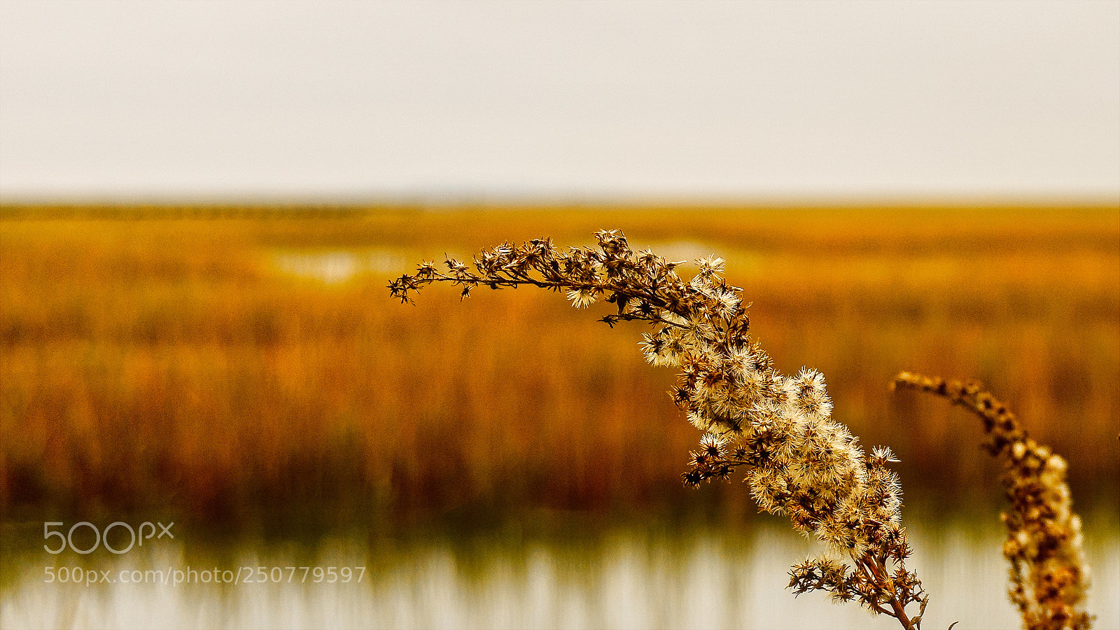Sony a6000 sample photo. Marsh weeds photography