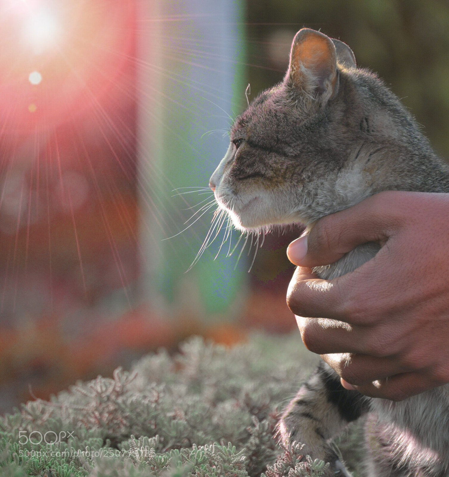 Nikon D7000 sample photo. Untitled photography