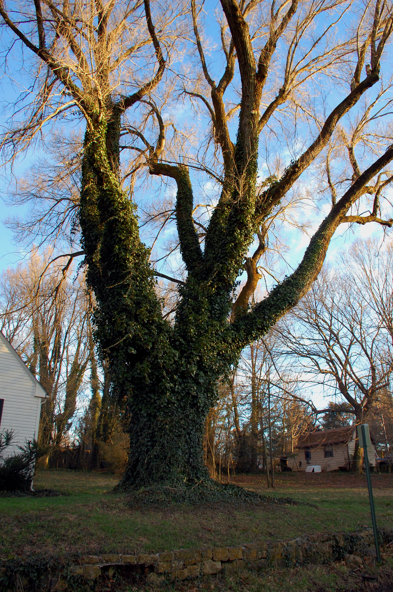 Nikon D40 sample photo. The tree photography