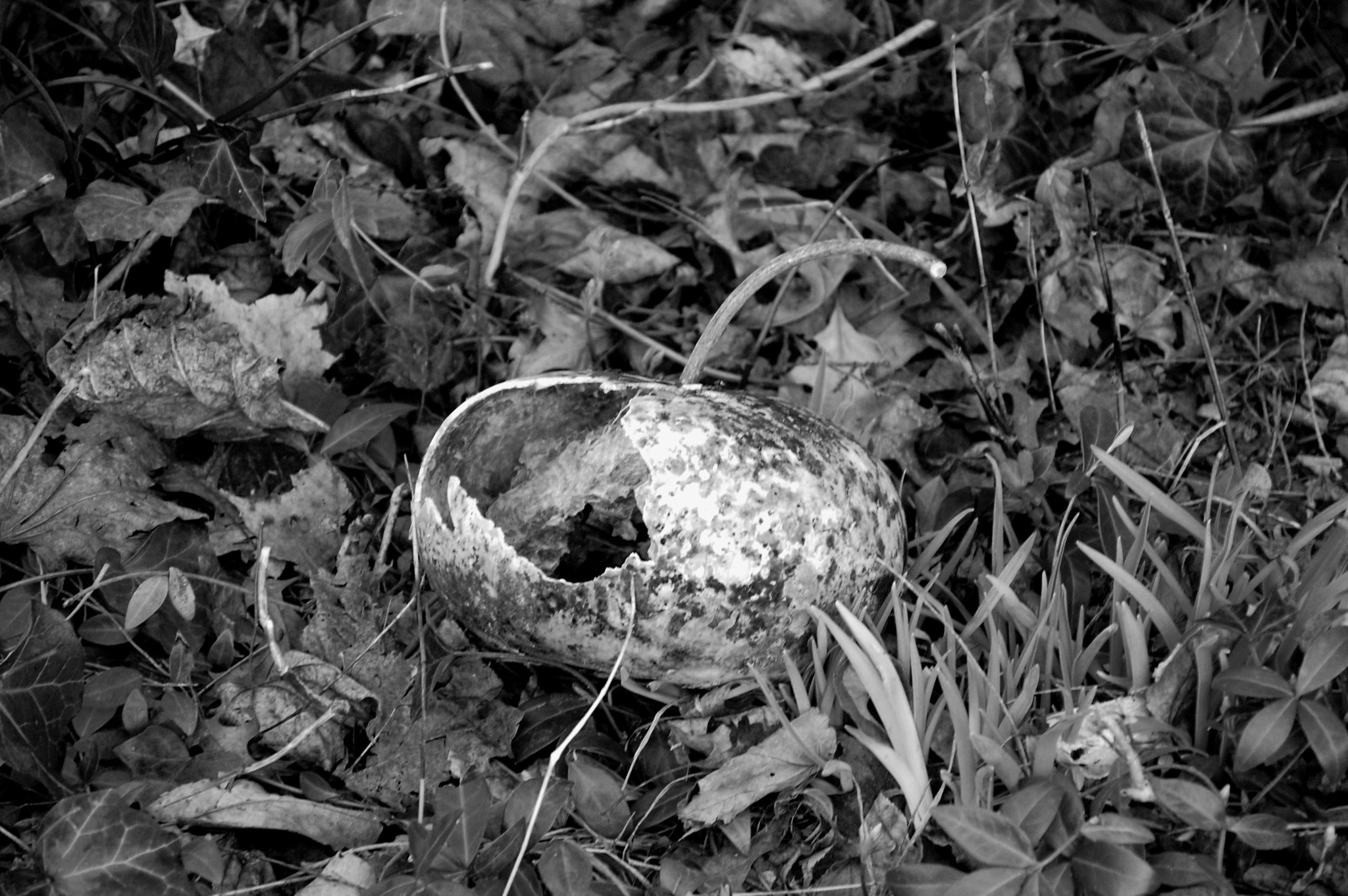 Nikon D40 sample photo. A pumpkin past its prime photography