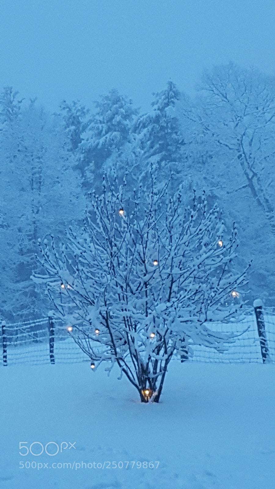 Samsung Galaxy S6 sample photo. Magnolia twinkling photography
