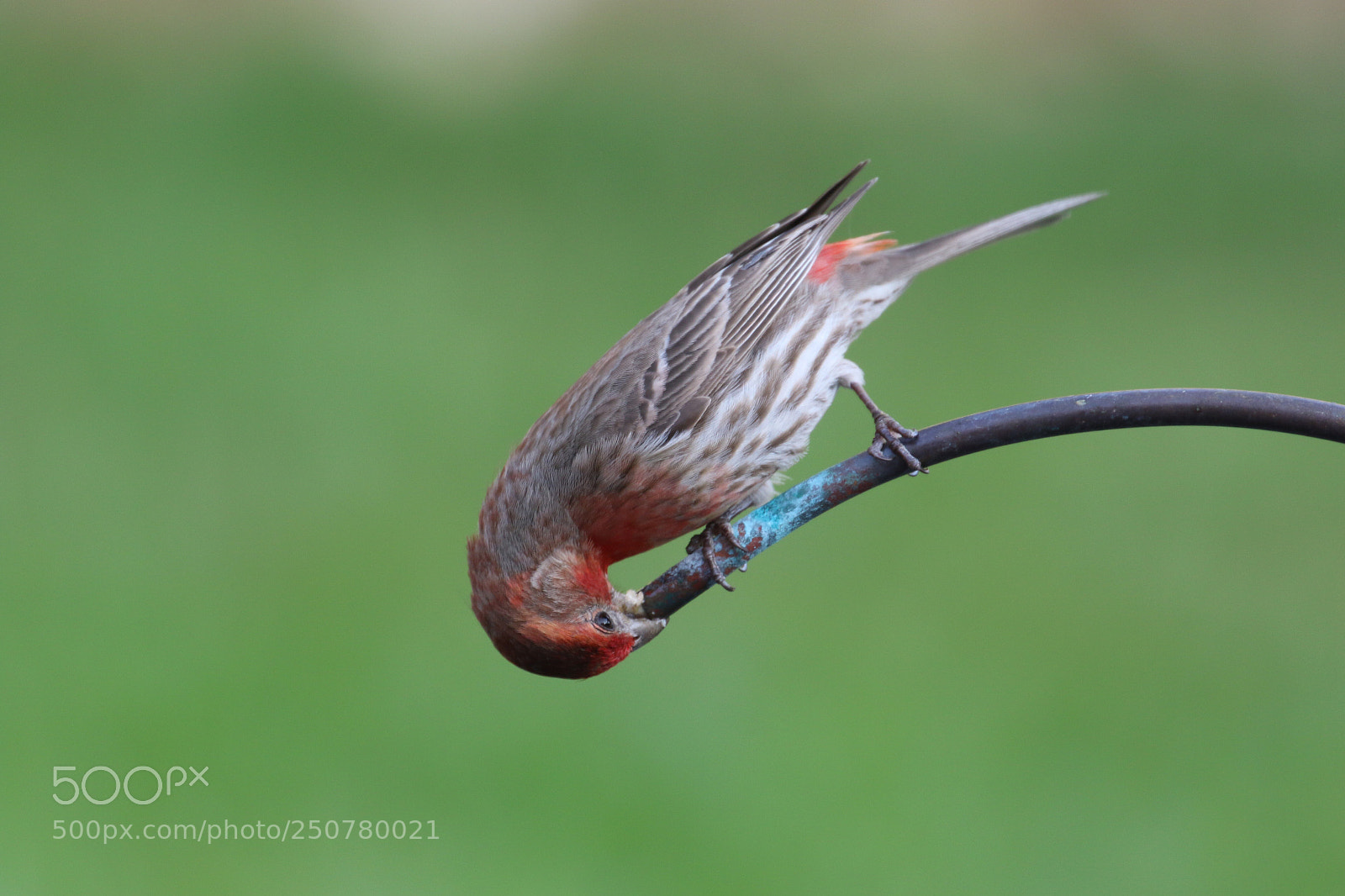 Canon EOS 7D Mark II sample photo. Thirsty.....! photography