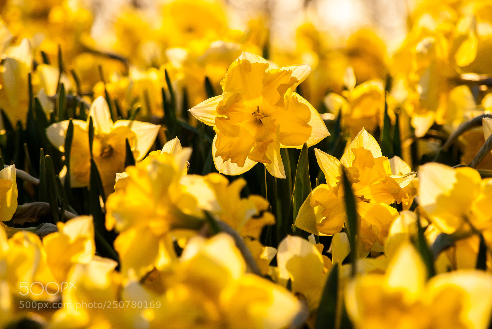 Nikon D3000 sample photo. Waiting for spring photography
