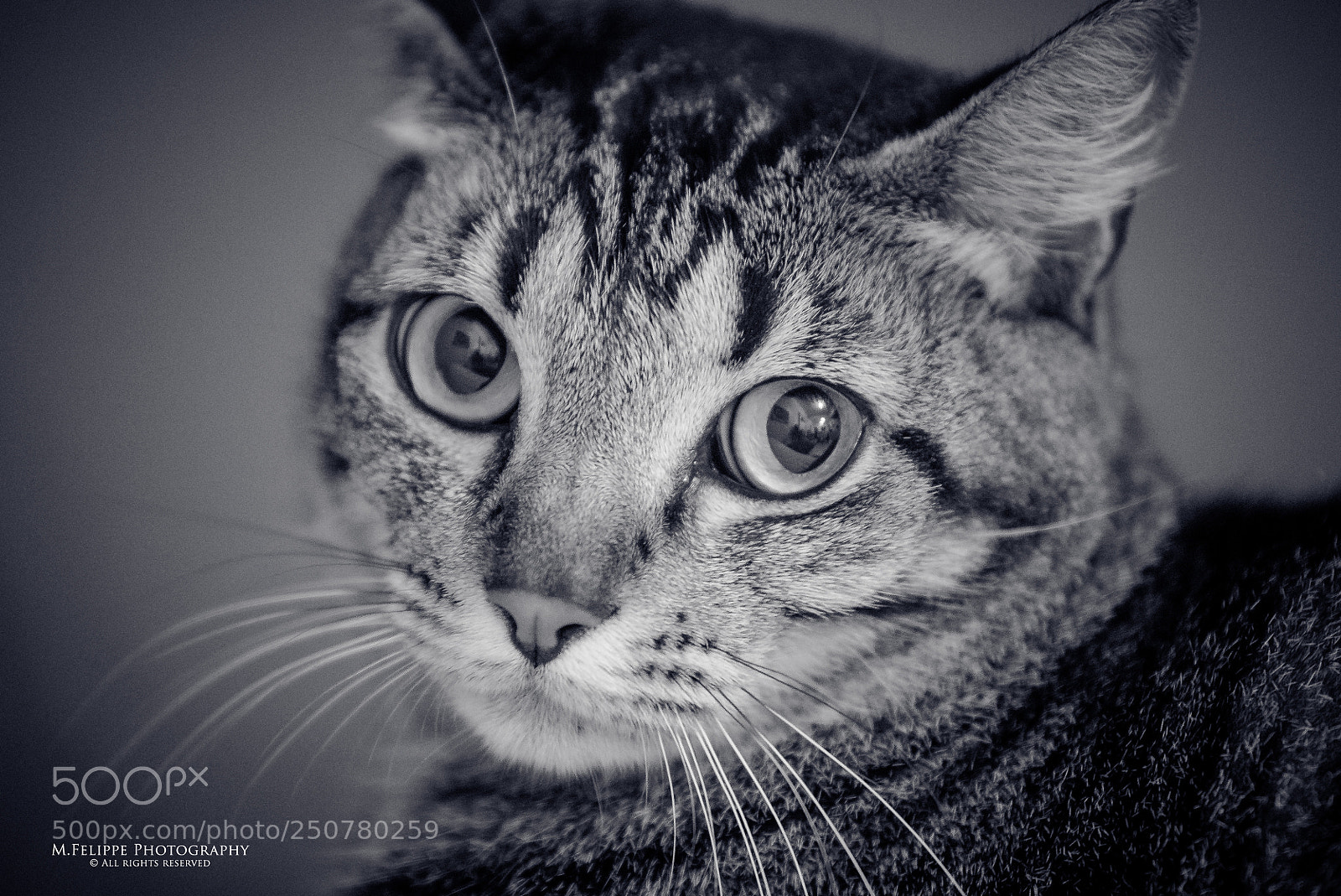 Sony a7S II sample photo. Noir #49 photography
