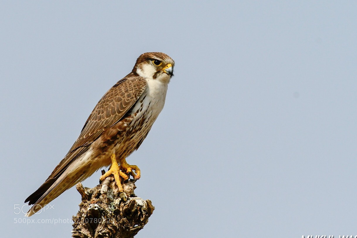 Nikon D500 sample photo. Surveying the field  photography