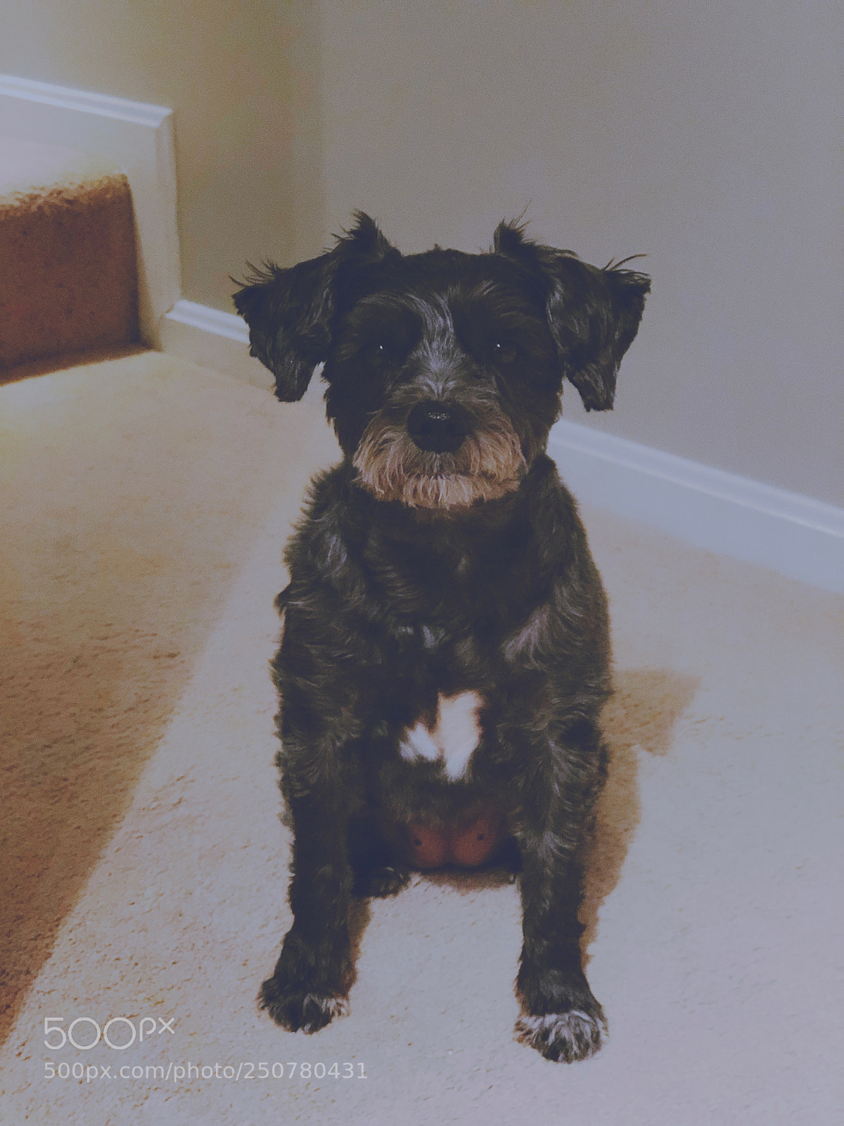 Apple iPhone 8 Plus sample photo. Lola photography