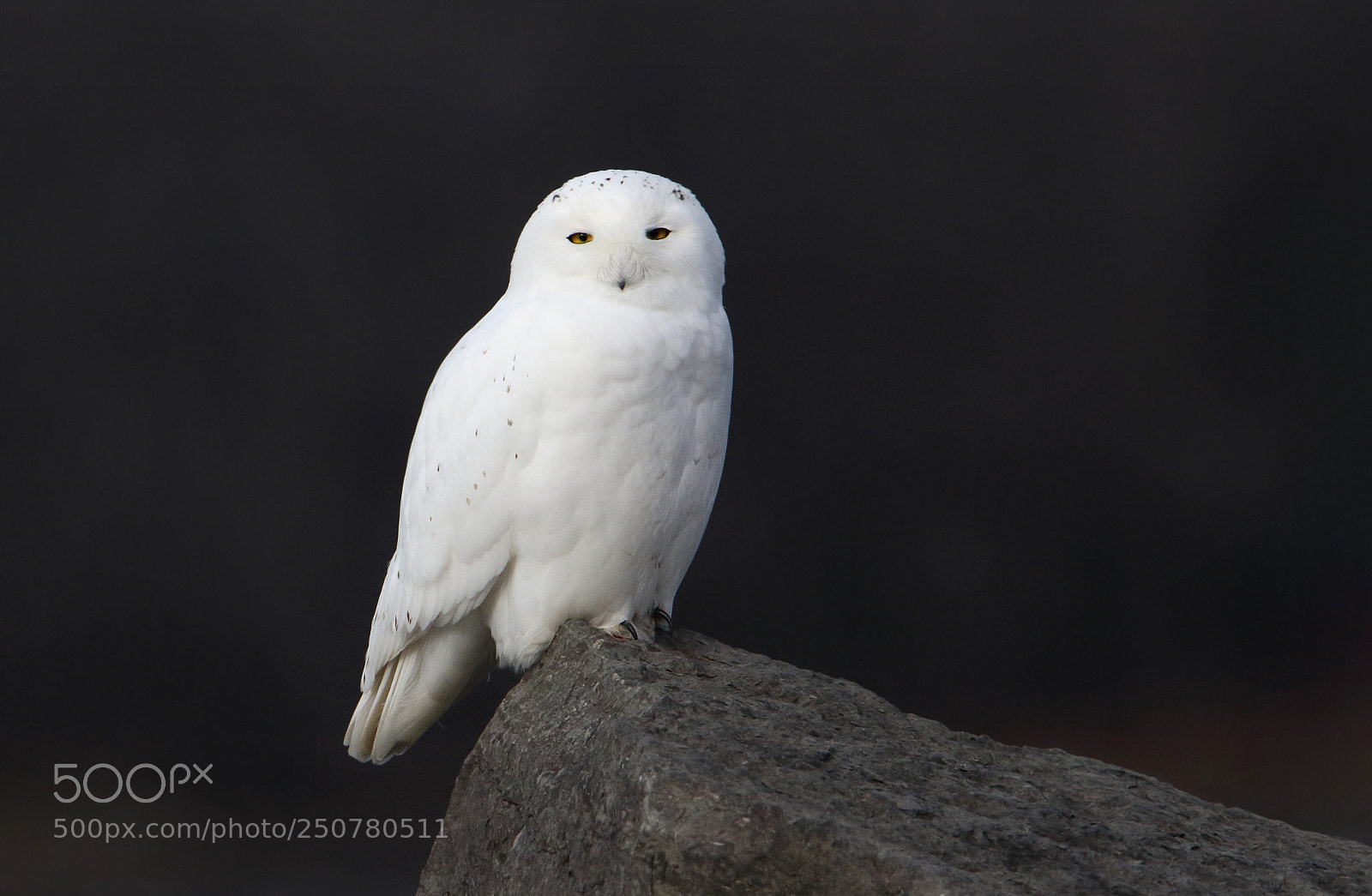Canon EOS 7D Mark II sample photo. Snowy owl on the photography
