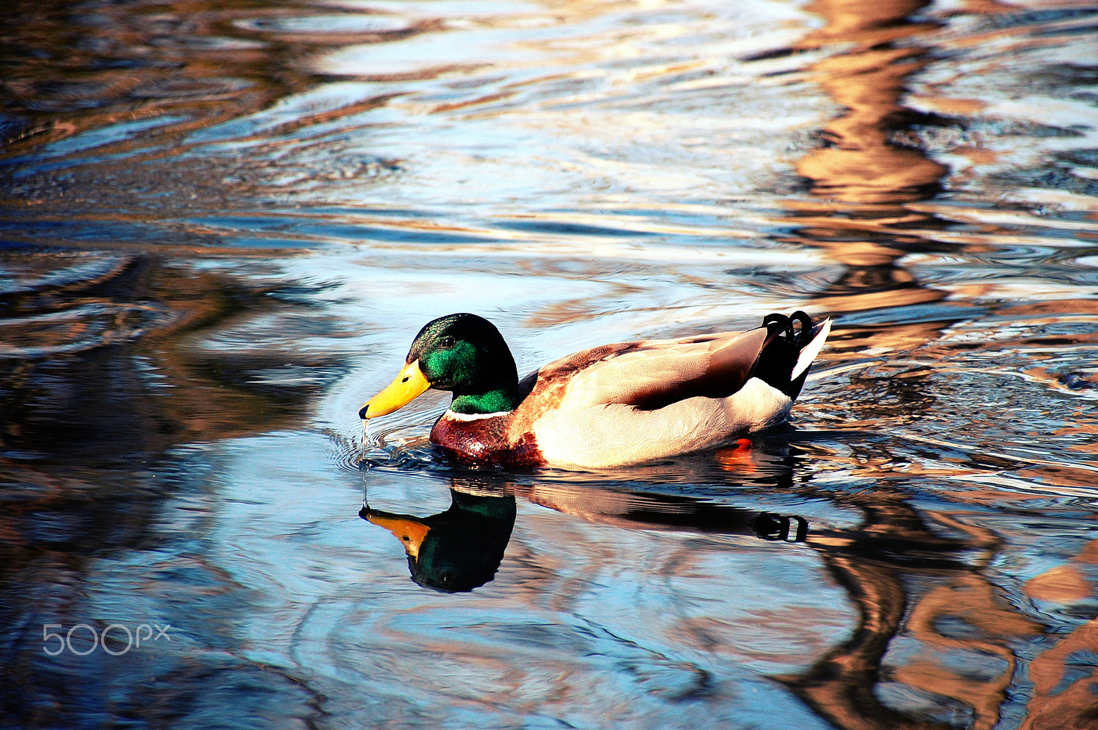 Nikon D40 sample photo. Out for a swim photography