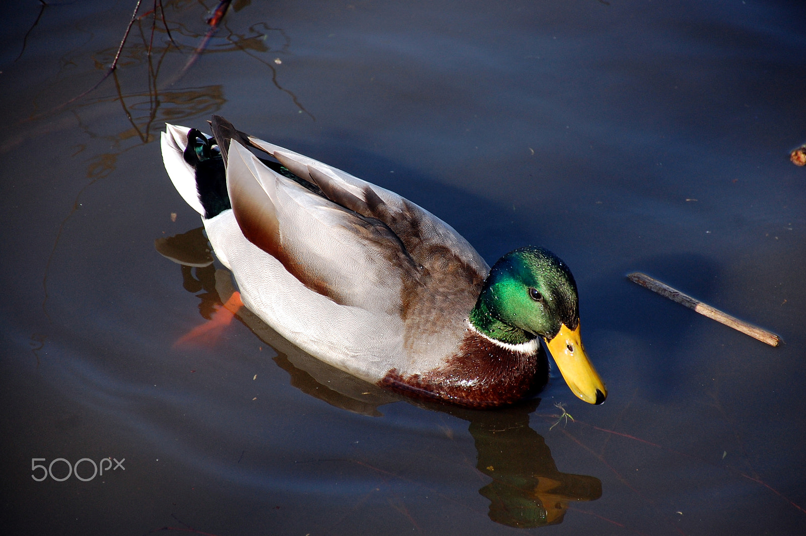 Nikon D40 sample photo. Mallard photography