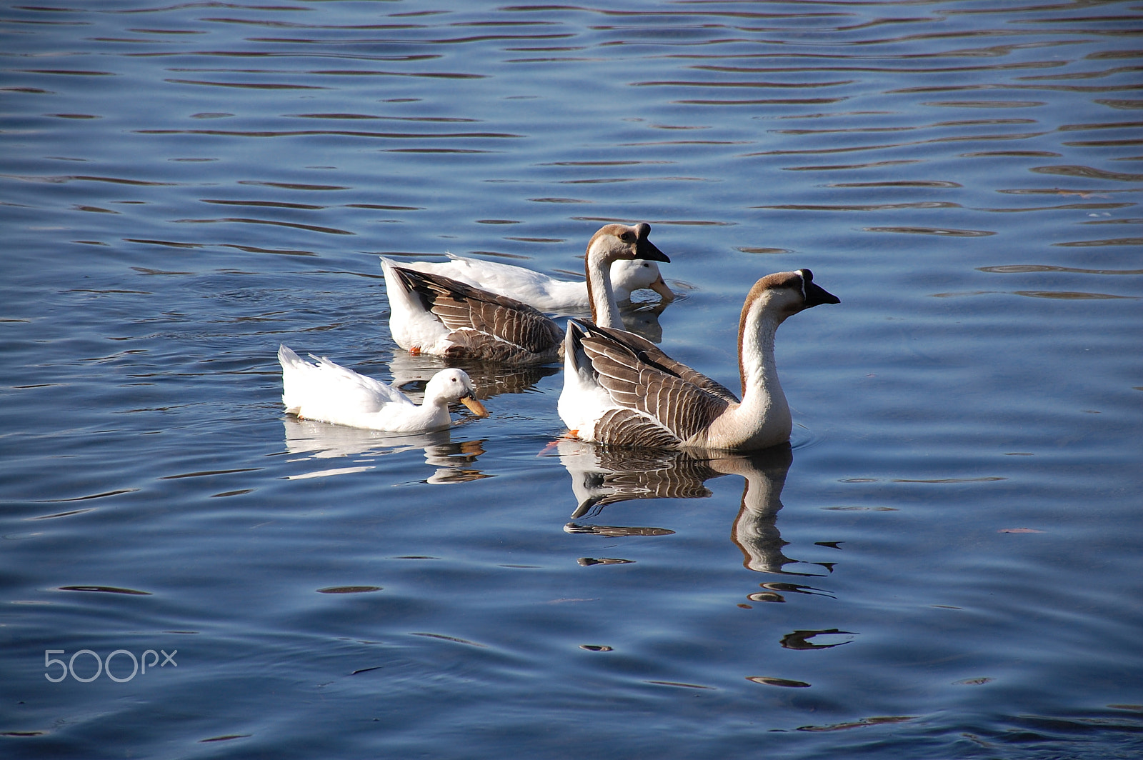 Nikon D40 sample photo. Strength in numbers photography