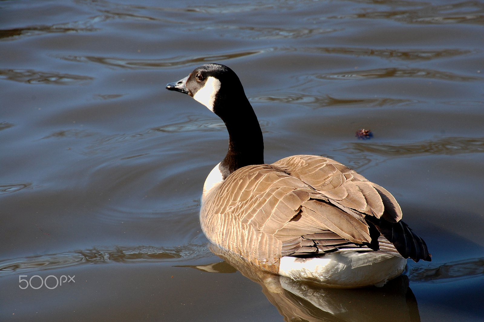 Nikon D40 sample photo. A duck enjoying a warm day in spring photography