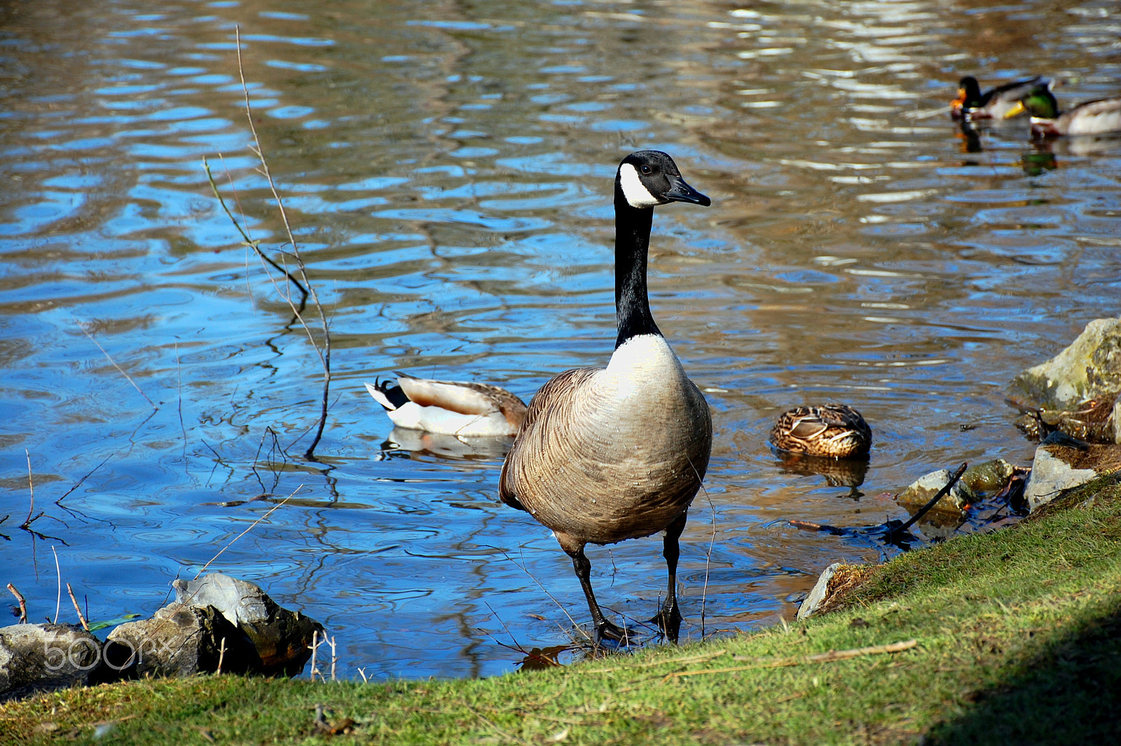 Nikon D40 sample photo. Time to venture out photography