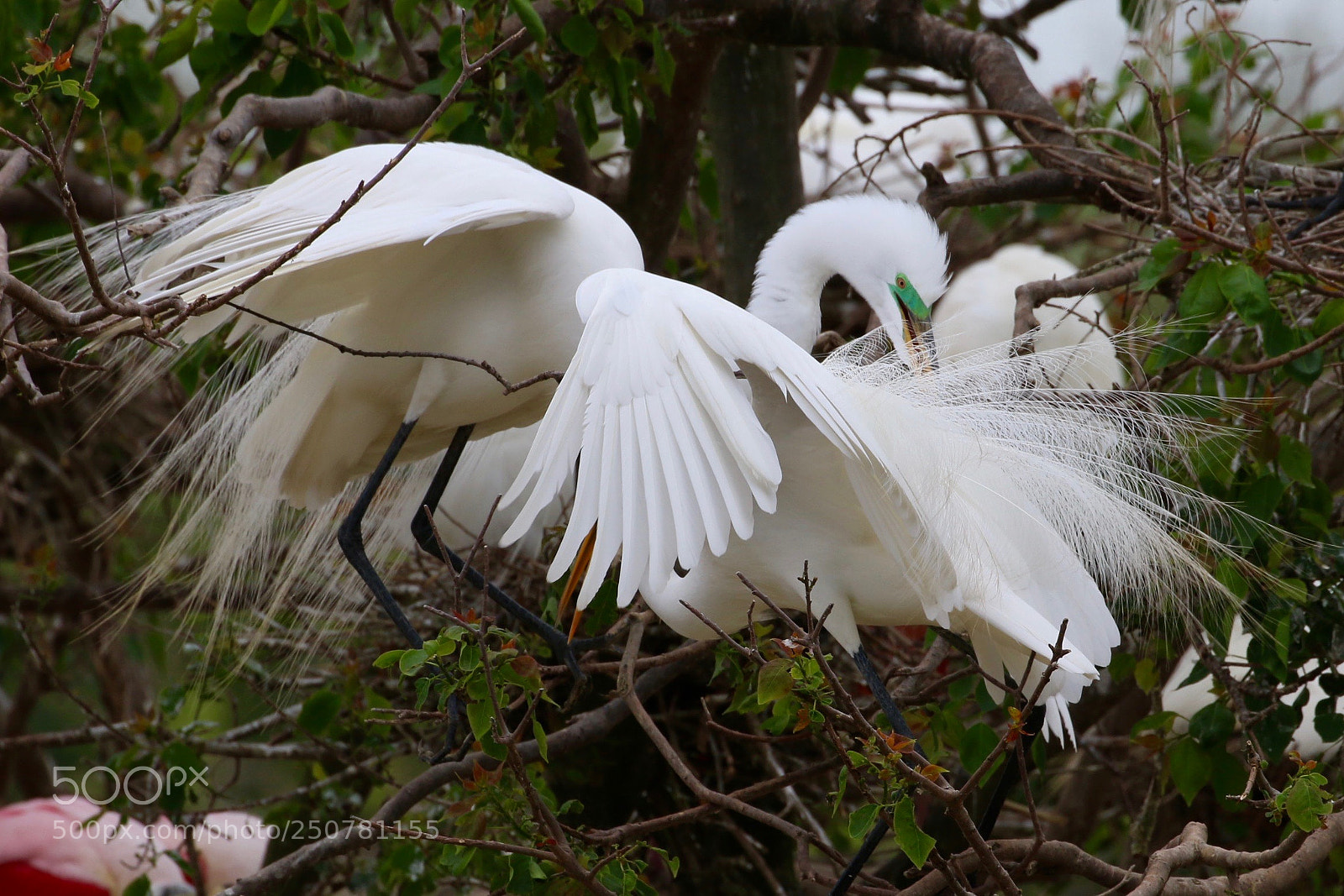 Canon EOS 70D sample photo. Img photography