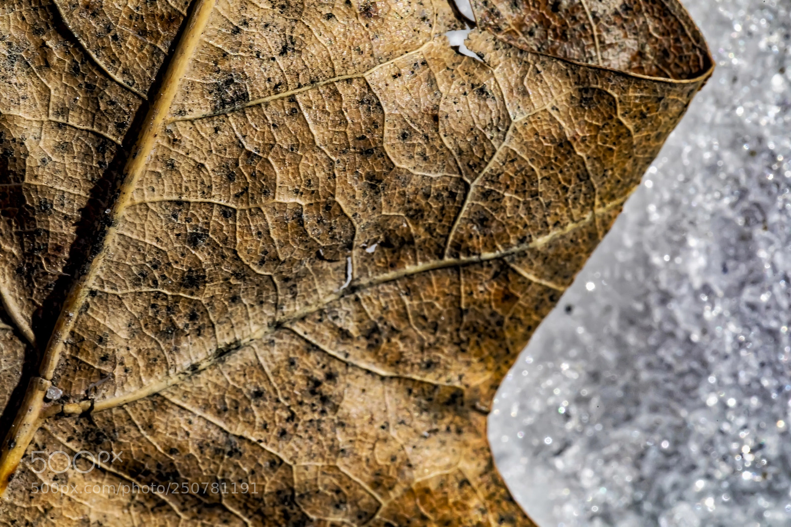 Canon EOS 5D Mark IV sample photo. Details of the leaf photography