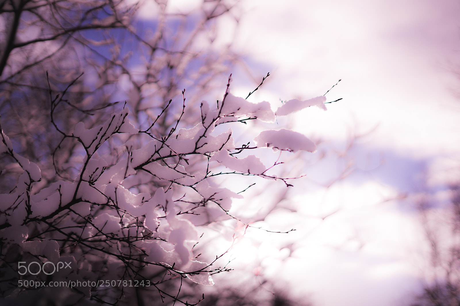 Sony a7 sample photo. Blossom photography