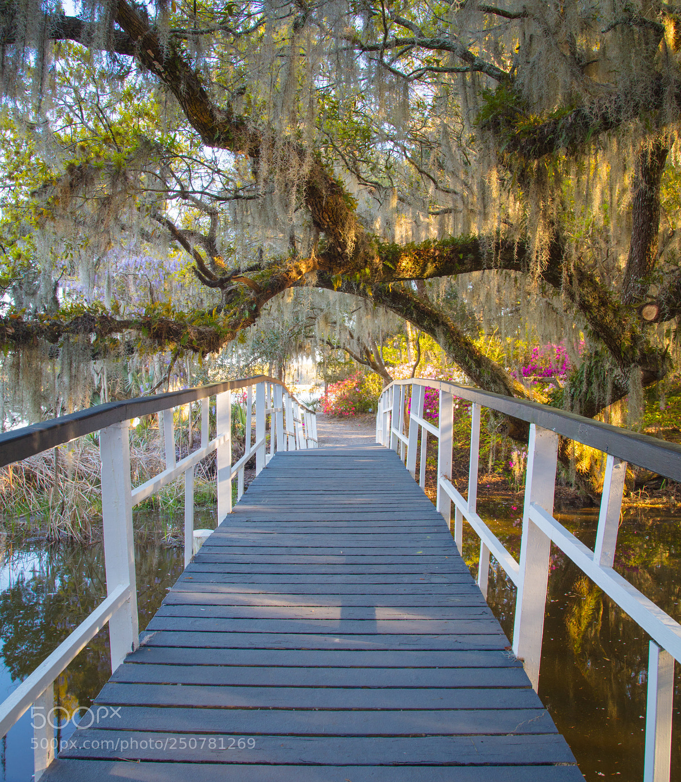 Canon EOS 5DS sample photo. The gardens at magnolia photography