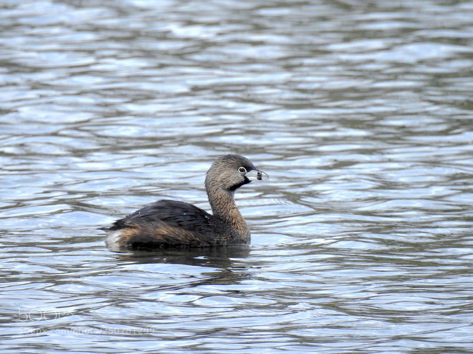 Nikon Coolpix P900 sample photo. Pied-billed grebe photography