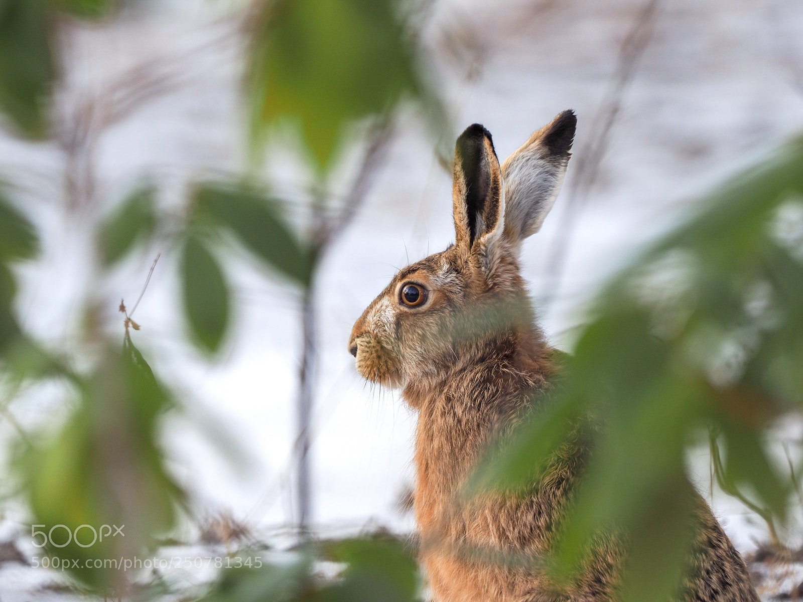 Olympus OM-D E-M1 Mark II sample photo. Easter hare photography