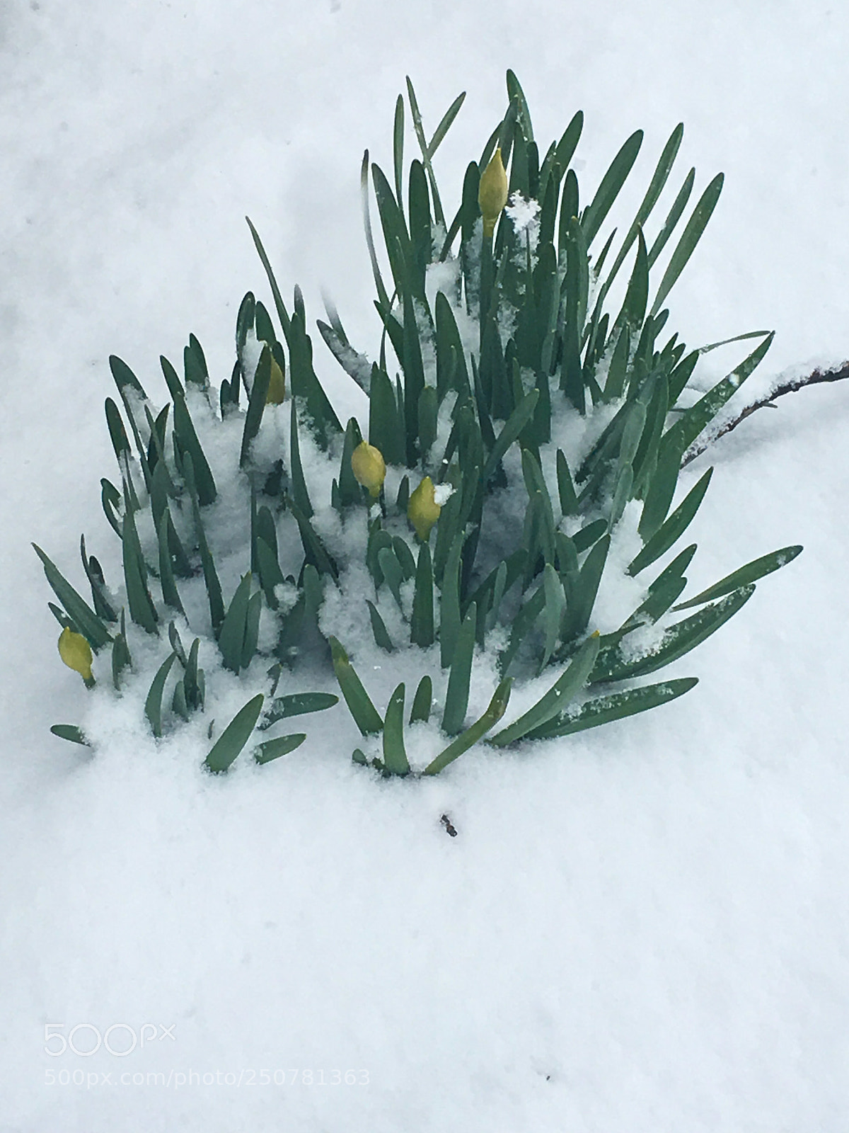 Apple iPhone 6s sample photo. Spring fights through snow photography