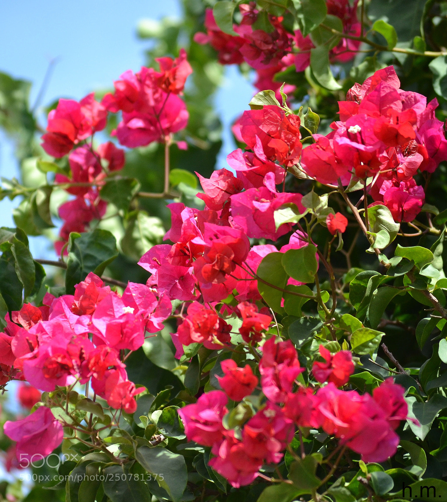 Nikon D3100 sample photo. Cdeo photography