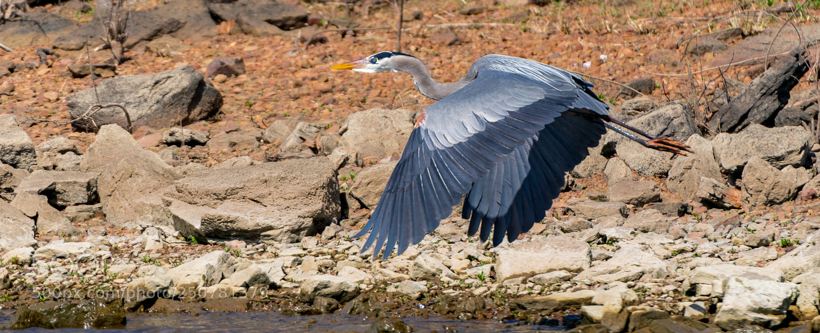 Sony a7R II sample photo. Big bird photography