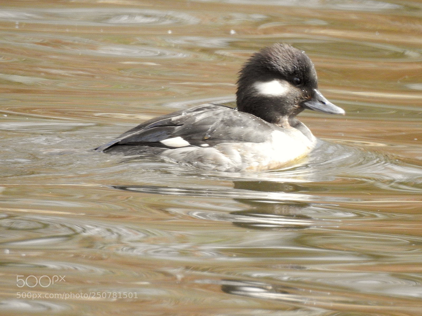 Nikon Coolpix P900 sample photo. Bufflehead photography