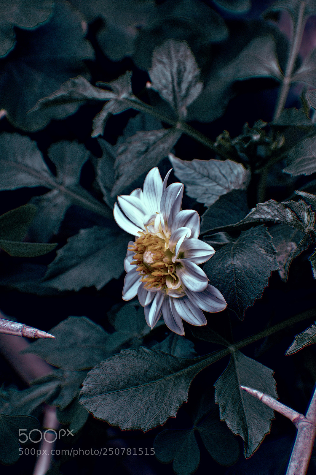 Nikon D5300 sample photo. Dahlia flower photography