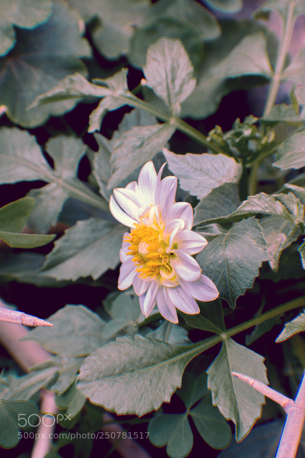 Nikon D5300 sample photo. Dahlia flower photography