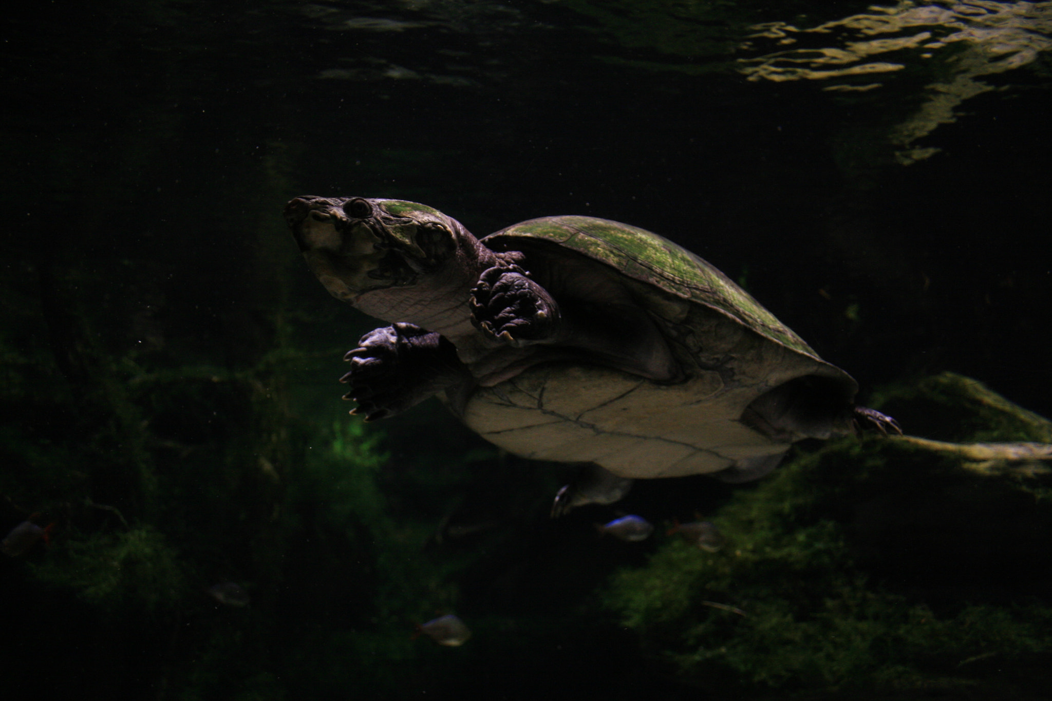 Canon EF-S 18-55mm F3.5-5.6 sample photo. Turtle photography