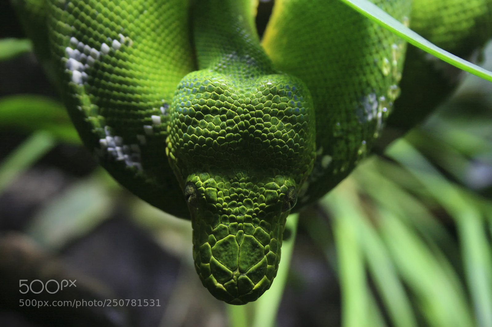 Canon EOS 30D sample photo. Snake photography