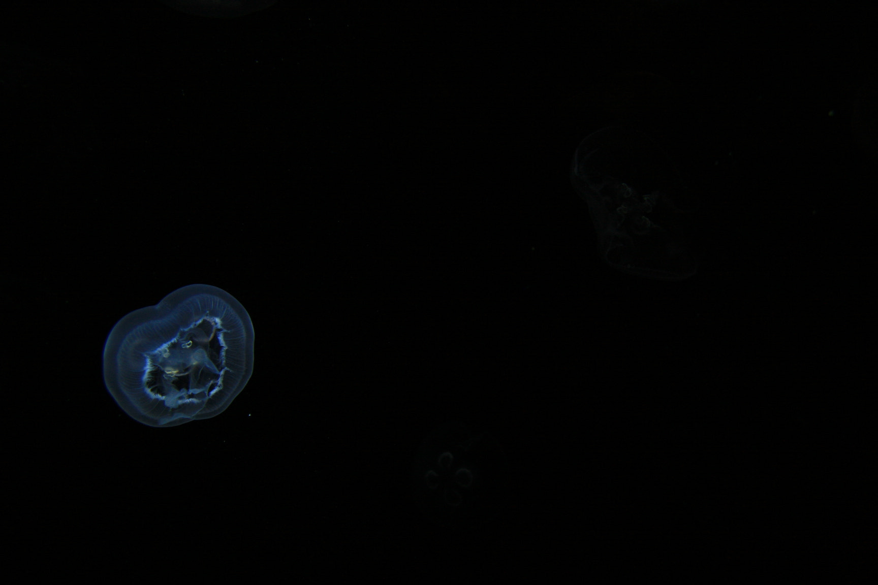Canon EF-S 18-55mm F3.5-5.6 sample photo. Jellyfish 1 photography