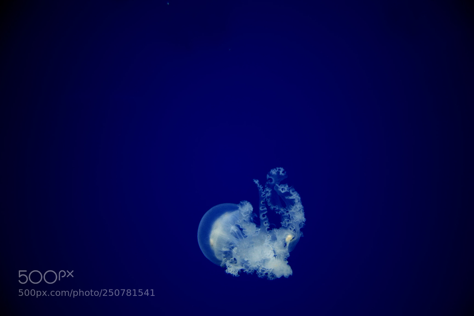 Canon EOS 30D sample photo. Jellyfish 2 photography