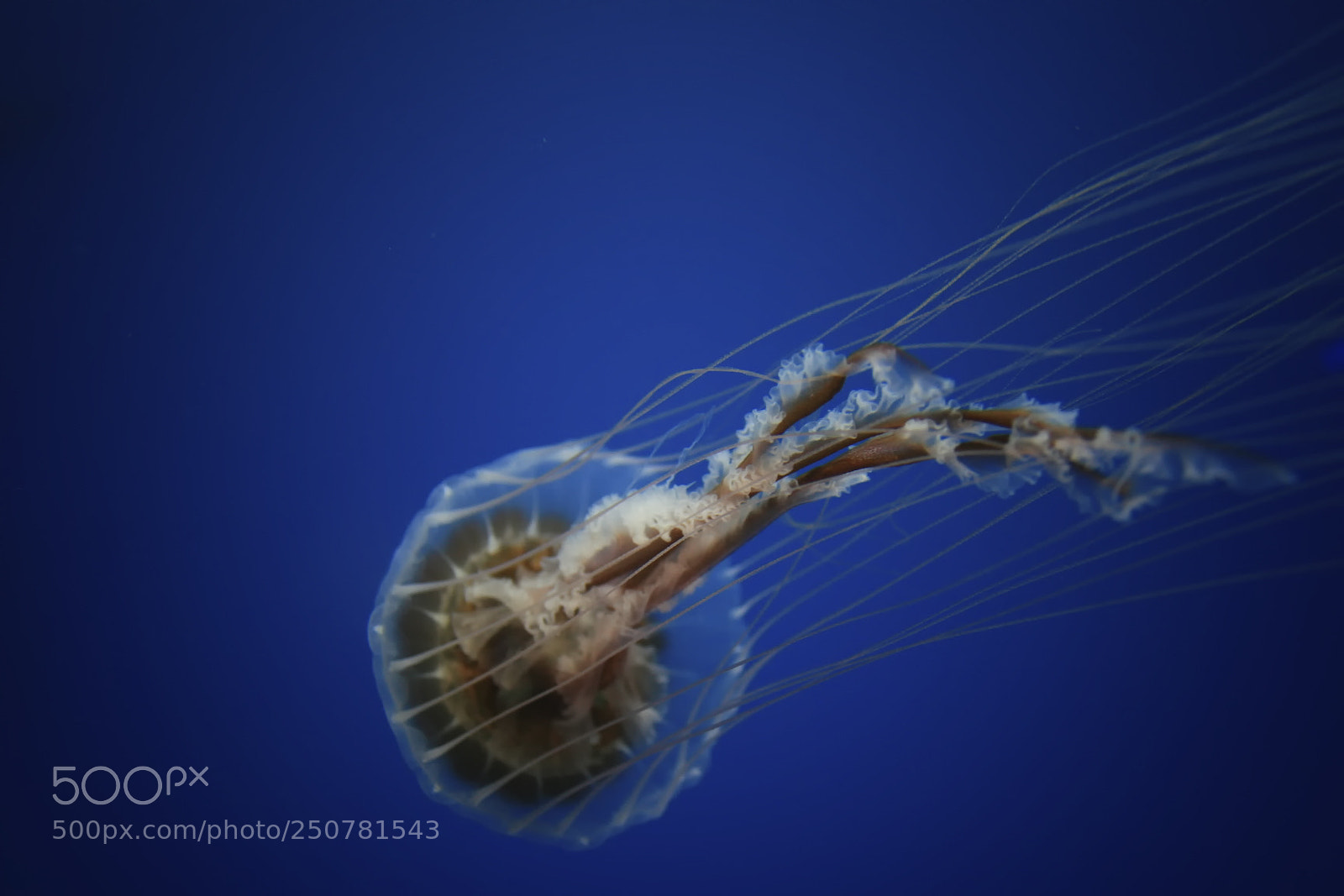 Canon EOS 30D sample photo. Jellyfish 3 photography