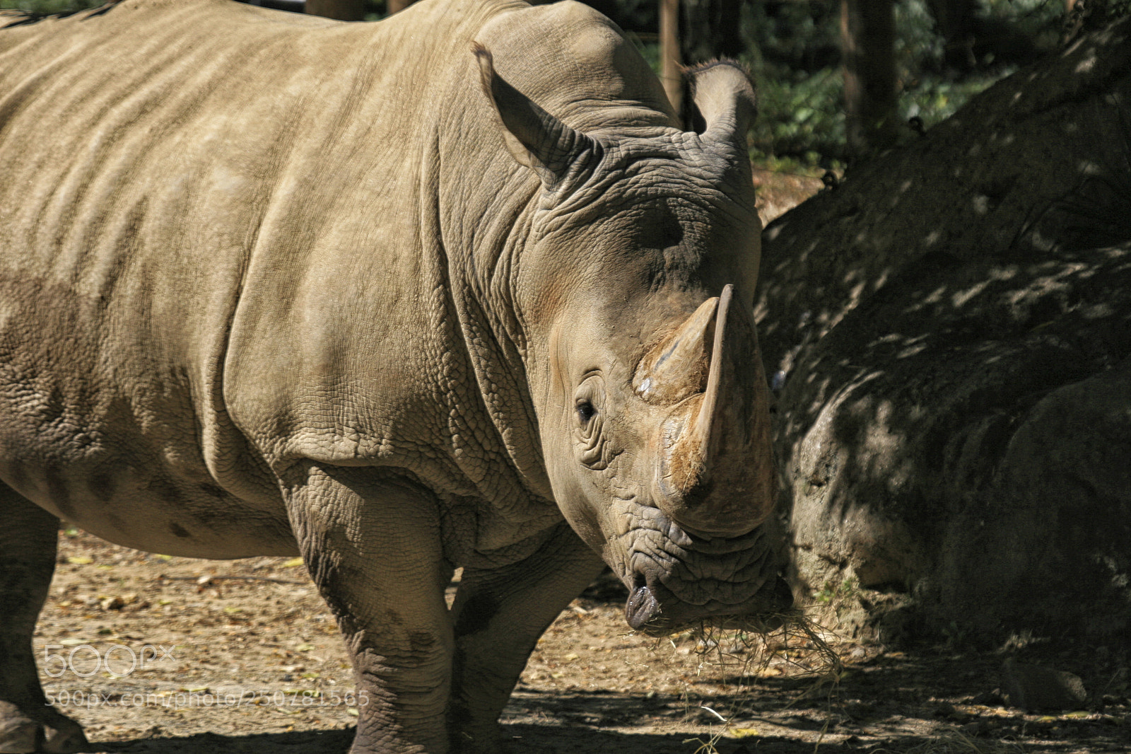 Canon EOS 30D sample photo. Rhino photography