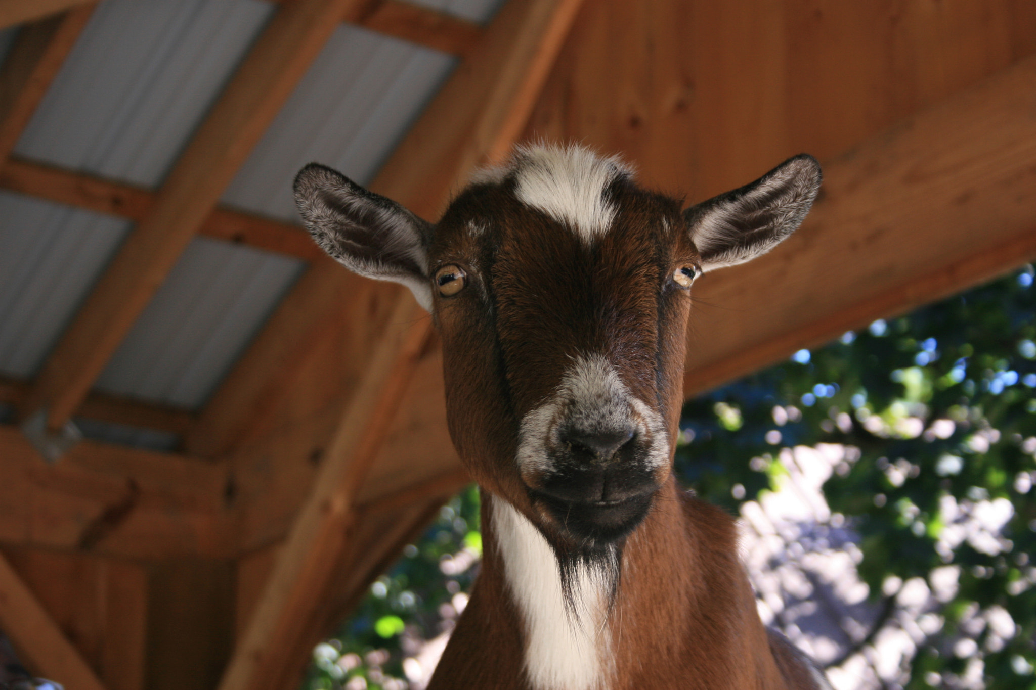 Canon EF-S 18-55mm F3.5-5.6 sample photo. Goat photography