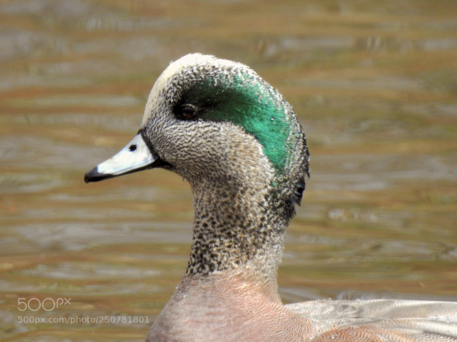 Nikon Coolpix P900 sample photo. American wigeon photography