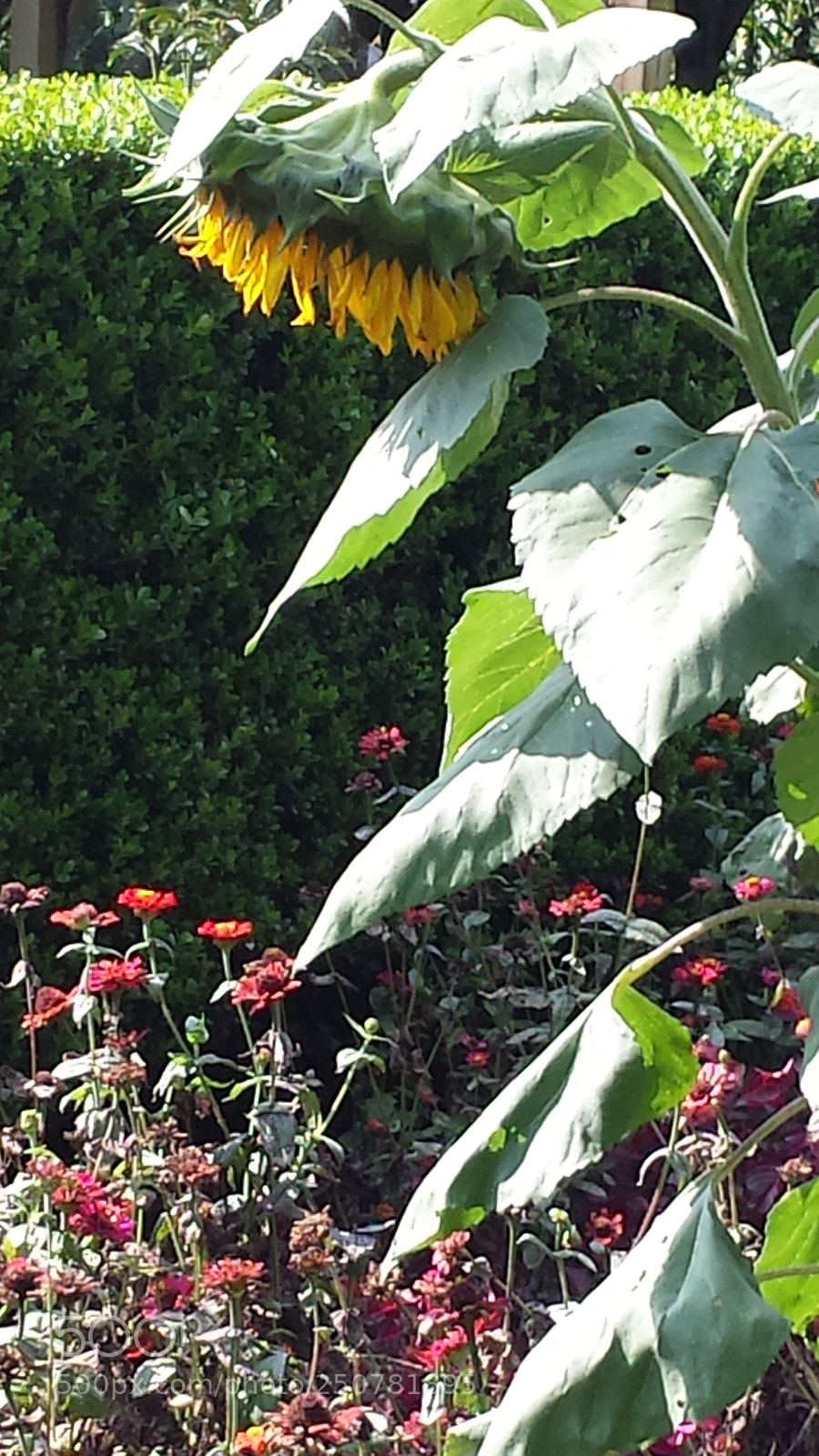Samsung Galaxy S4 sample photo. Untitled photography