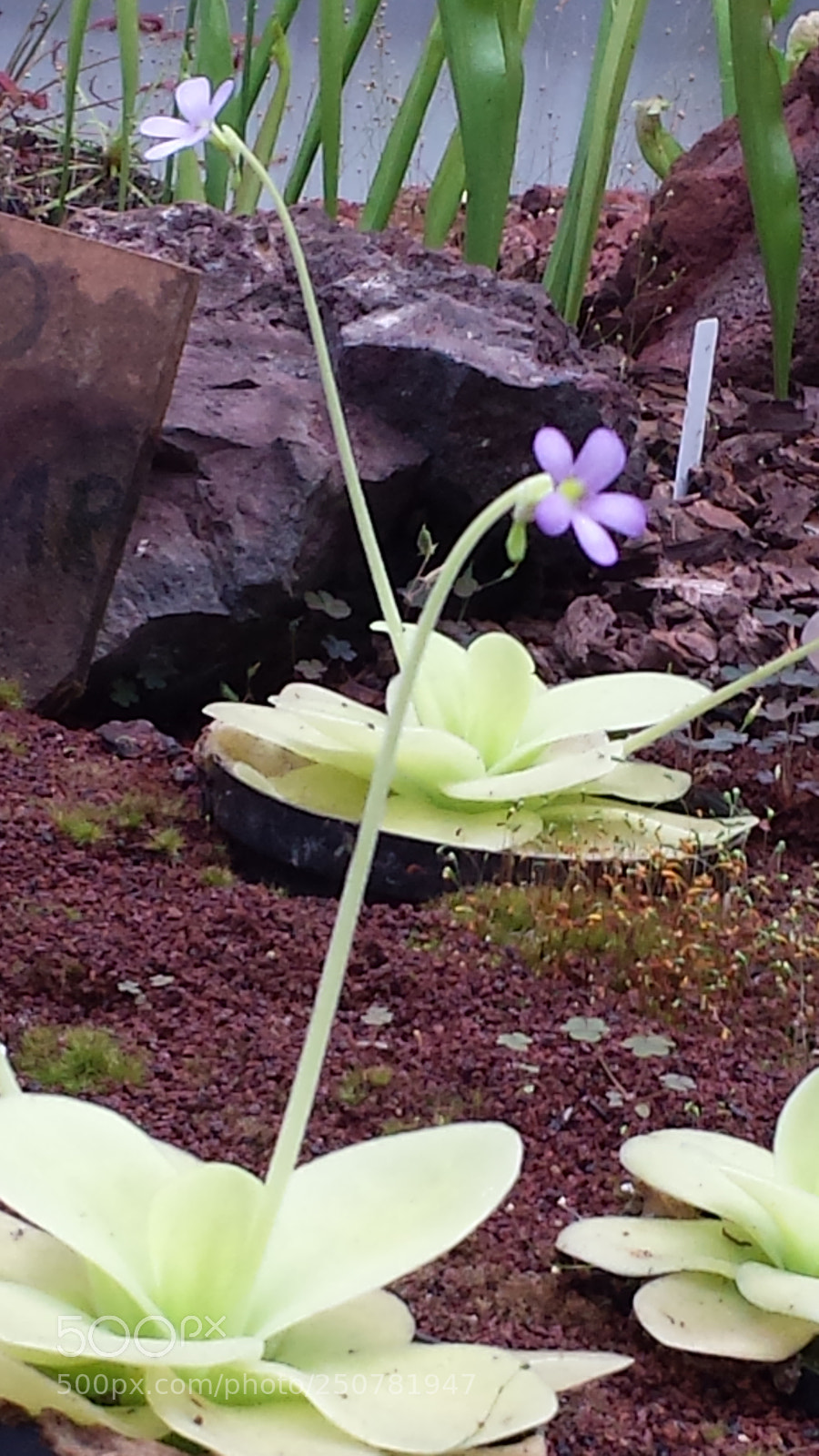 Samsung Galaxy S4 sample photo. Untitled photography