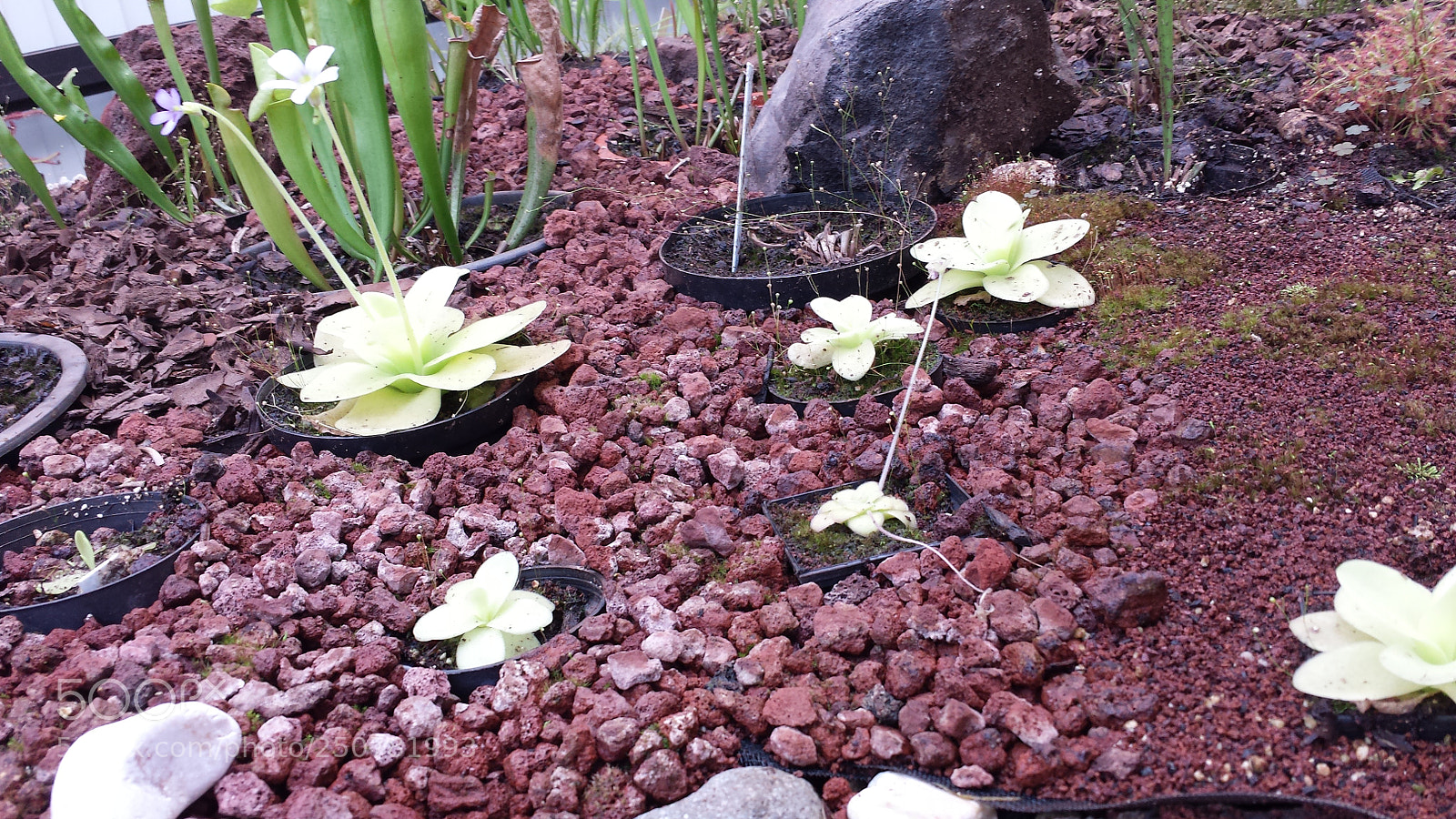 Samsung Galaxy S4 sample photo. Untitled photography